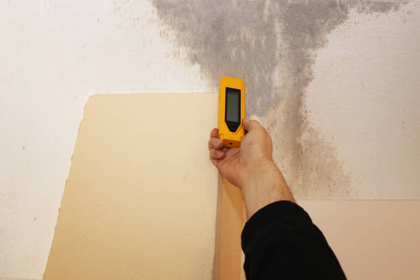 Mold Odor Removal Services in Telluride, CO